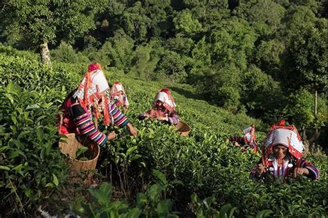 解读勐海茶密码|第十一届勐海（国际）茶王赛强势来袭！ | 茶奥网
