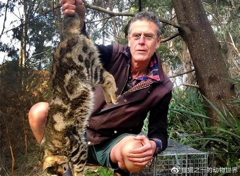离谱！新西兰举办比赛鼓励儿童杀野猫，杀野猫最多者可奖励1000元