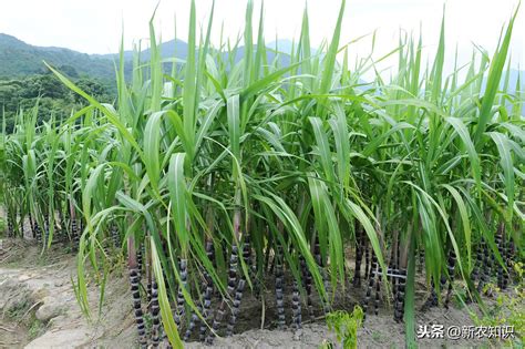 种植技术：种植甘蔗拔节重点时期的四大管理要点！