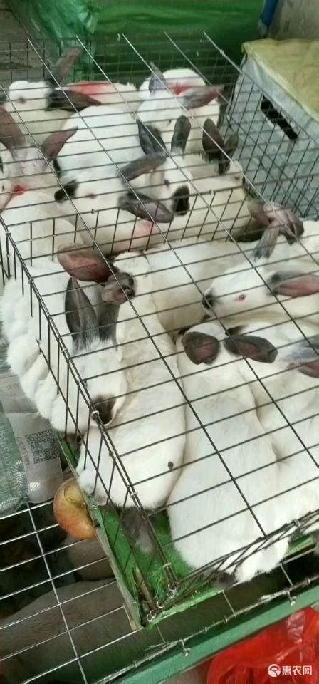 [肉兔批发]肉兔 生态兔业养殖价格25元/斤 - 惠农网