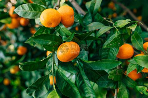树上的橘子成熟的橘子黑山柑桔树橘园树上结了很多果高清图片下载-正版图片507376966-摄图网