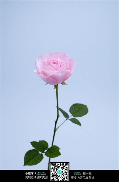 带刺的粉色玫瑰花图片免费下载_红动中国