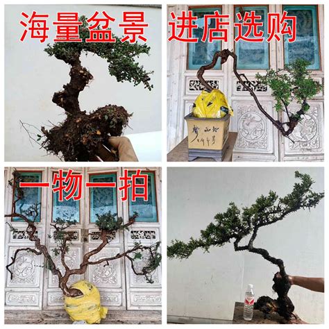 2019年（BCI）中国区会员盆景精品展在昆开展 园林资讯