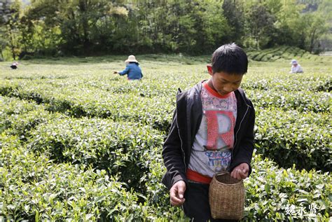 余庆：“茶产业+” 让万亩茶园挣了“二次钱” - 当代先锋网 - 遵义