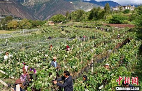 西藏芒康：打造特色生态经济发展之路