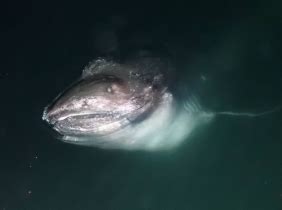 菲律宾捕到稀有巨口鲨长4米重500公斤(组图)_科学探索_科技时代_新浪网