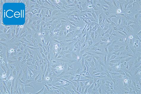 AC16 人心肌细胞-原代细胞-STR细胞-细胞培养基-赛百慷生物