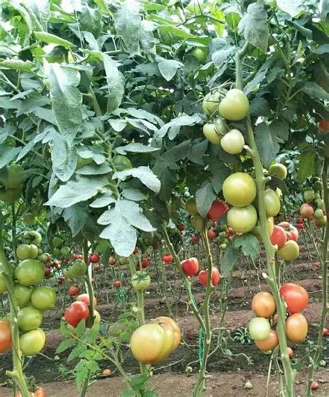番茄的需肥规律和施肥技术要点_生育