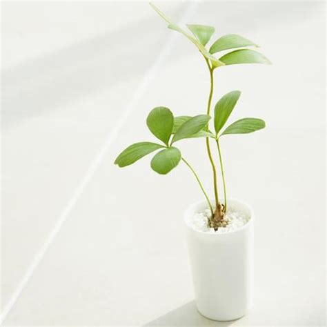 植物头像图片