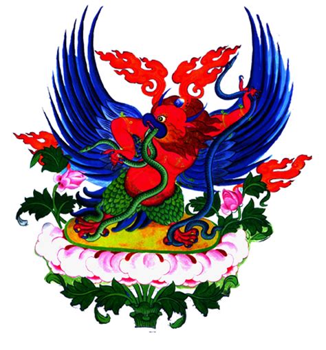 金翅鸟图片