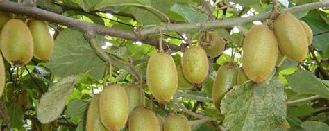 要想猕猴桃结出更多果实就必须先了解它的生长特性-种植技术-中国猕猴桃网