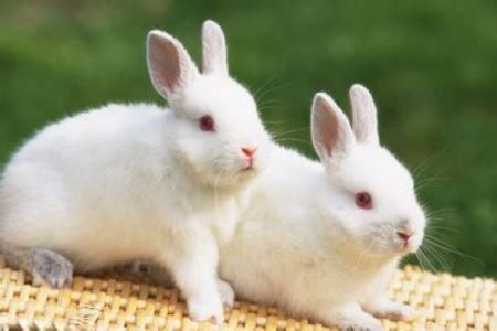 小白兔的特征外貌描写是什么-百度经验