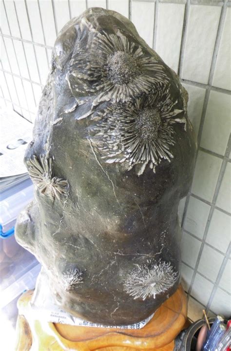 菊花石原石图片