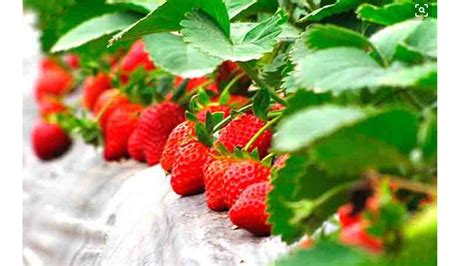 露天草莓的种植技术及管理技巧 - 知乎