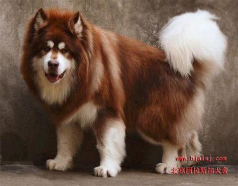 阿拉斯加犬狗活体出售阿拉斯加犬幼犬纯种活物大型雪橇犬宠物巨型-阿里巴巴
