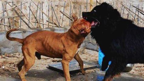 世界十大凶悍猛犬：土佐斗犬居魁首，比特犬第二_巴拉排行榜