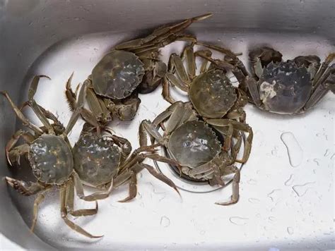 螃蟹怎么保存才新鲜，能保存多久