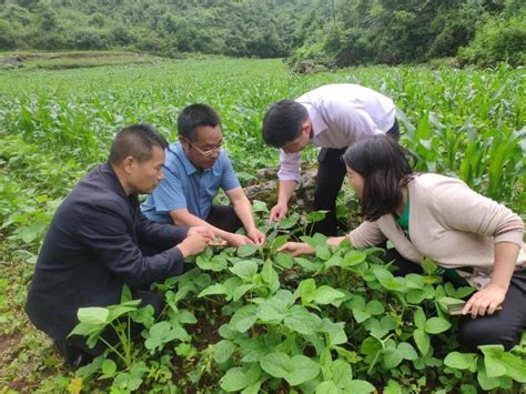贵州：“农技人员创新创业行动”谱写农业高质量发展新篇章_服务_技术推广_农技