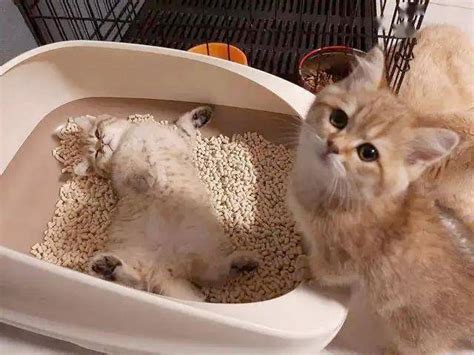 养宠知识：为什么猫咪会睡在“猫砂盆”里面？_猫窝_空间_箱子