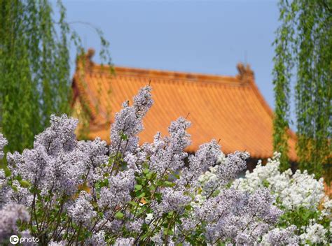 北京故宫丁香花娇艳绽放 与古建红墙交相辉映