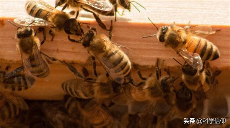 末日蜜蜂？华东“僵尸蜜蜂”成群奔向死亡 | 中华蜜蜂保护地关注- 中国生物多样性保护与绿色发展基金会