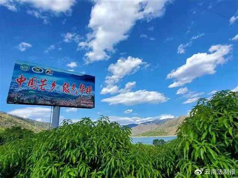 丽江华坪：芒果产业绿了山头 富了山村