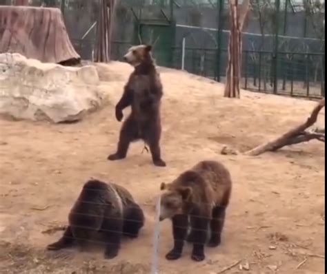 八达岭动物园熊扒车窗 距老虎咬人事件整一年(含视频)_手机新浪网