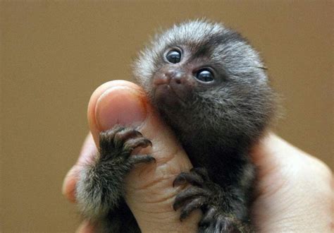 世界最小侏儒狨猴产双胞胎 “家庭”成员分工明确|世界|最小-社会资讯-川北在线