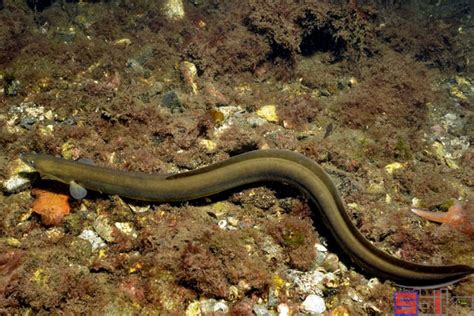 七鳃鳗：生物进化和疾病研究的重要模式动物
