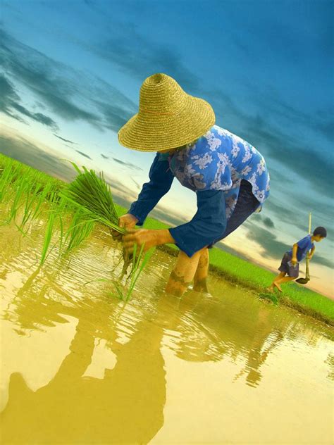 田里刚种植的水稻高清图片下载-正版图片501609274-摄图网