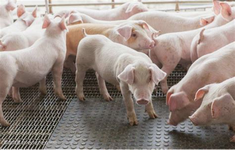 养猪的前提是先要了解猪，从这七个方面着手农业资讯-农信网