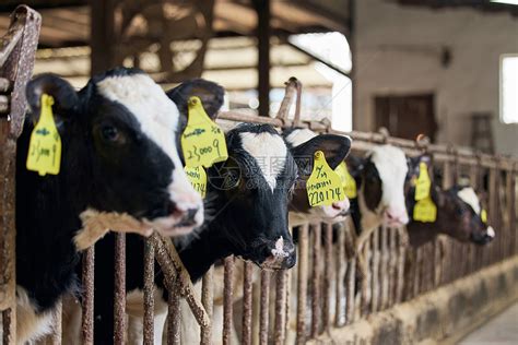 2021年中国奶牛市场分析（附奶牛产量、奶牛参测数量、奶牛存栏数、奶牛牧场数及进口数量）[图]_财富号_东方财富网