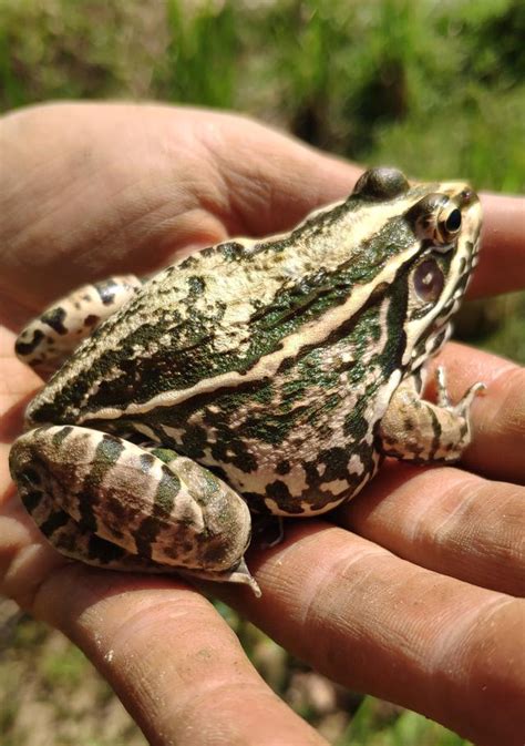 华农园青蛙养殖带你认识青蛙种类哪种适合你养呢？|青蛙|腹面|雄性_新浪新闻