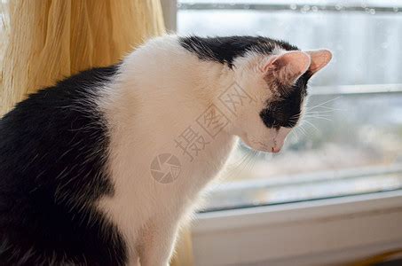 白猫和黑猫高清摄影大图-千库网
