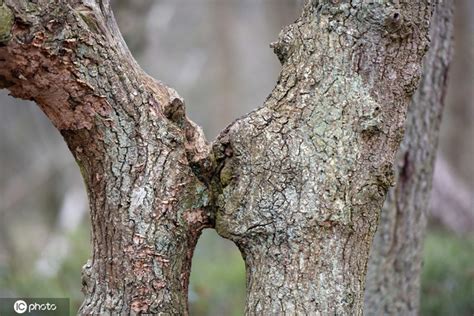 令人心动！英国一棵树长成热恋中接吻情侣的模样_新浪图片