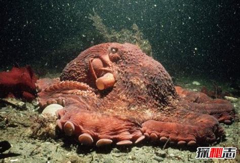 巨型章鱼_全球百科