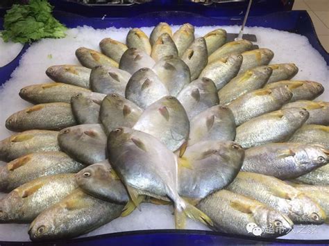 十大最好养的小型冷水鱼（十大最好养的小型冷水鱼排名） - 巴西亚鱼 - 广州观赏鱼批发市场