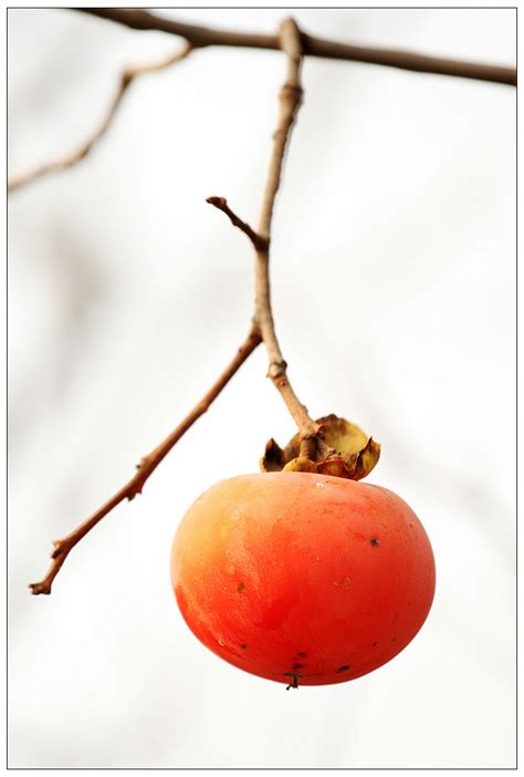 秋天到了沂蒙山柿子熟了，老农说“一个柿子十副药”啥意思？_水果