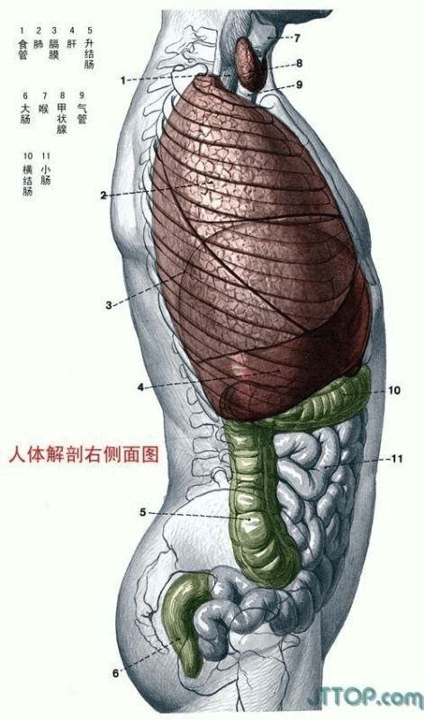 人体解剖背面图图片