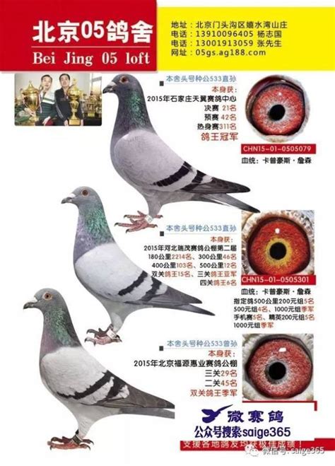 北京壹号鸽舍-中国信鸽信息网相册