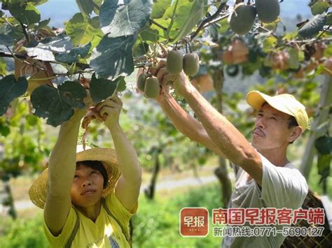 产业扶贫开花结果，消费扶贫情暖农户！贫困户黄家祥家的猕猴桃熟了|南国早报网-广西主流都市新闻门户