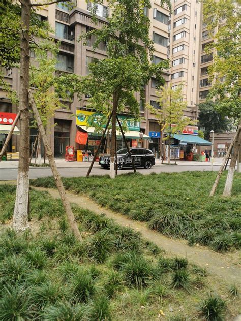 上沙河铺206号小区一楼都在大量占绿化用地，-群众呼声-四川省网上群众工作平台-锦江区委书记