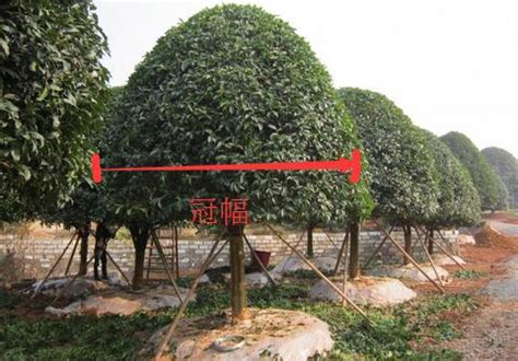 冠幅-种植技术-中国花木网