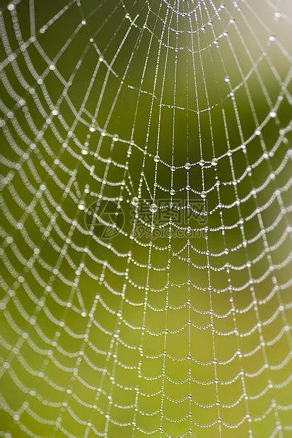 绿叶上四位斑点护士网络蜘蛛Dolomedestritt高清图片下载-正版图片507417406-摄图网