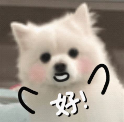 表情包非主流狗头像