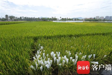 海水稻种植原理和区位条件 - 惠农网