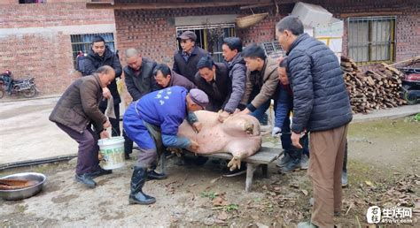 杀年猪、吃庖汤（组图） - 黔东南县市新闻-黄平 - 黔东南信息港