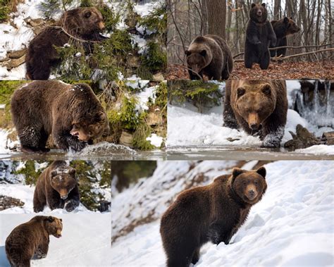冬季小动物小熊图片下载_红动中国