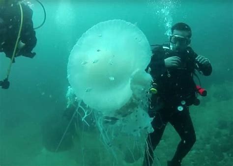 世界上最大的水母,北极霞水母(直径达2.5米/触须长36米)