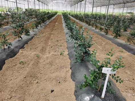 丰都县枣丰协作农业高新技术产业园培育的优质枣苗。